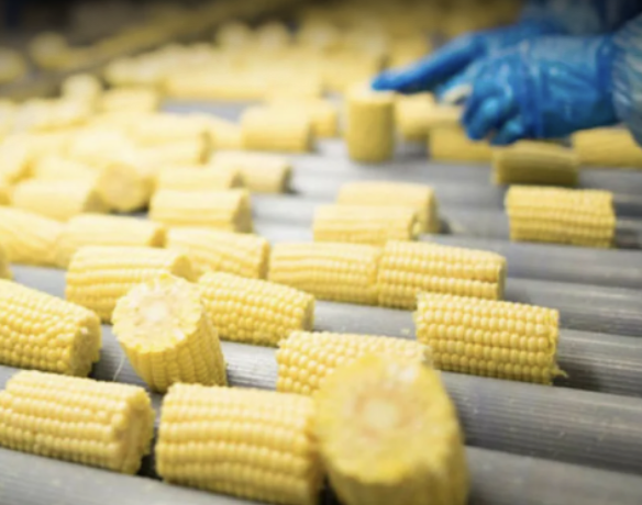 Chinese Company to Build Corn Processing Plant in Jizzakh
