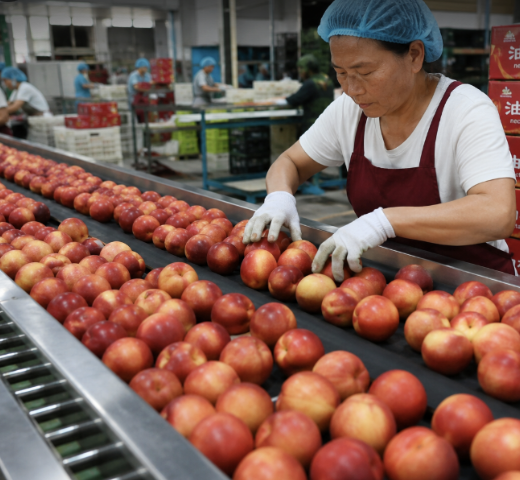 Nectarine Growers in Shanxi's Xinjiang County Ramp Up Regular Exports to Russia